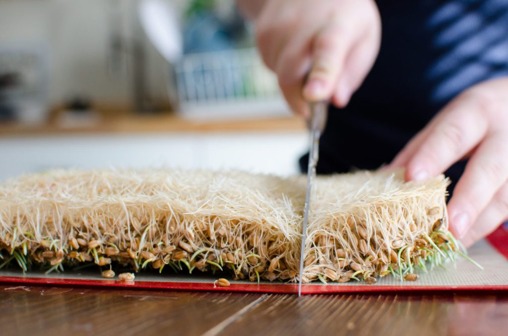 Alternative Chicken Feed - Backyard Poultry